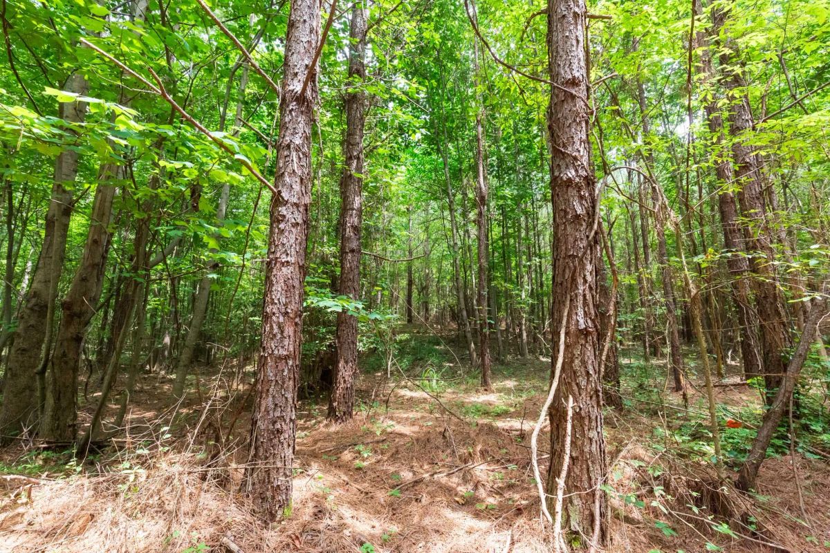 Decorative background for Whiskey Ridge Tract 84 image 25