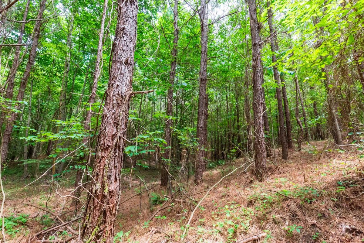 Decorative background for Whiskey Ridge Tract 84 image 26