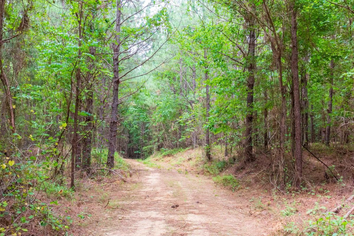 Decorative background for Whiskey Ridge Tract 84 image 27