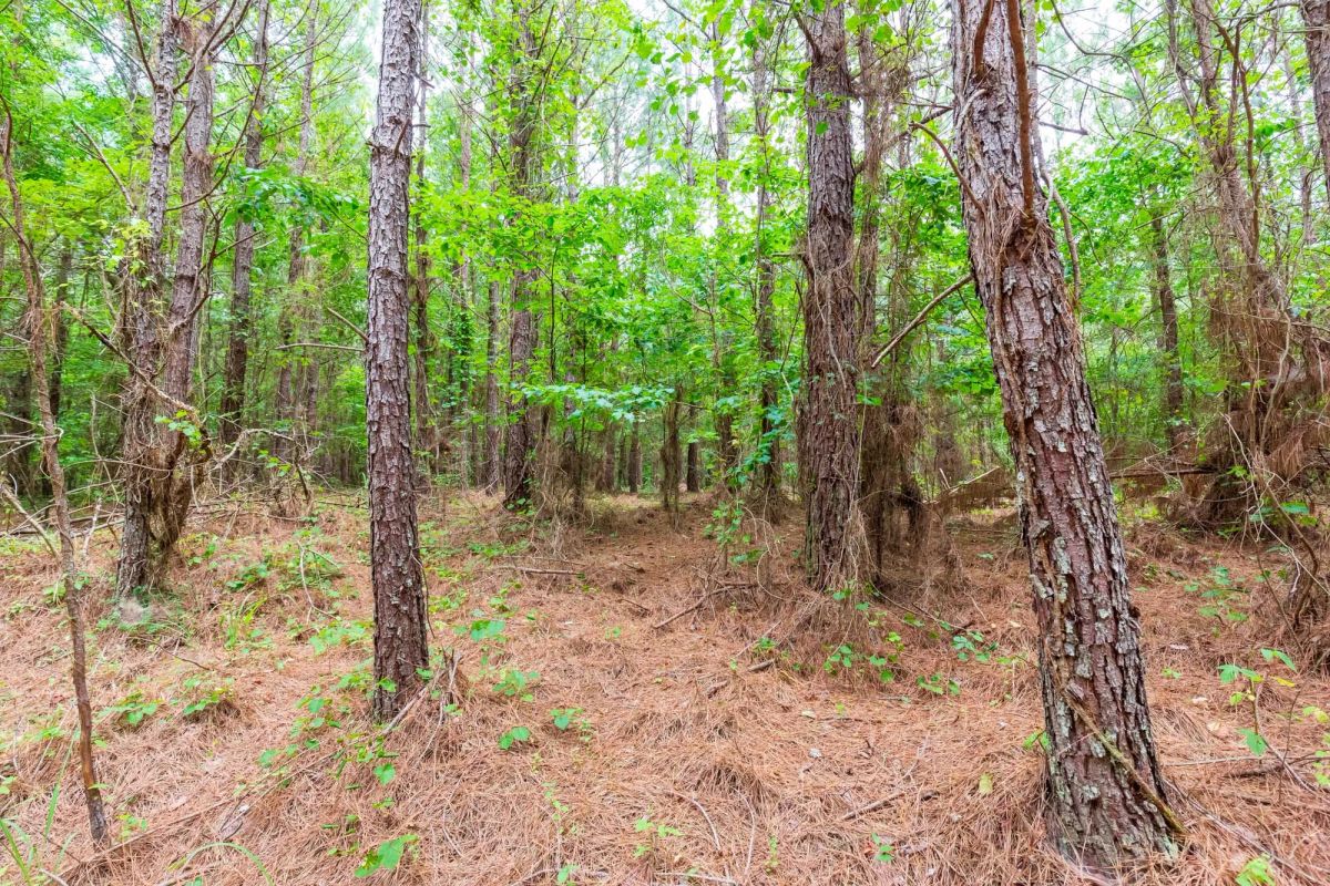 Decorative background for Whiskey Ridge Tract 84 image 28