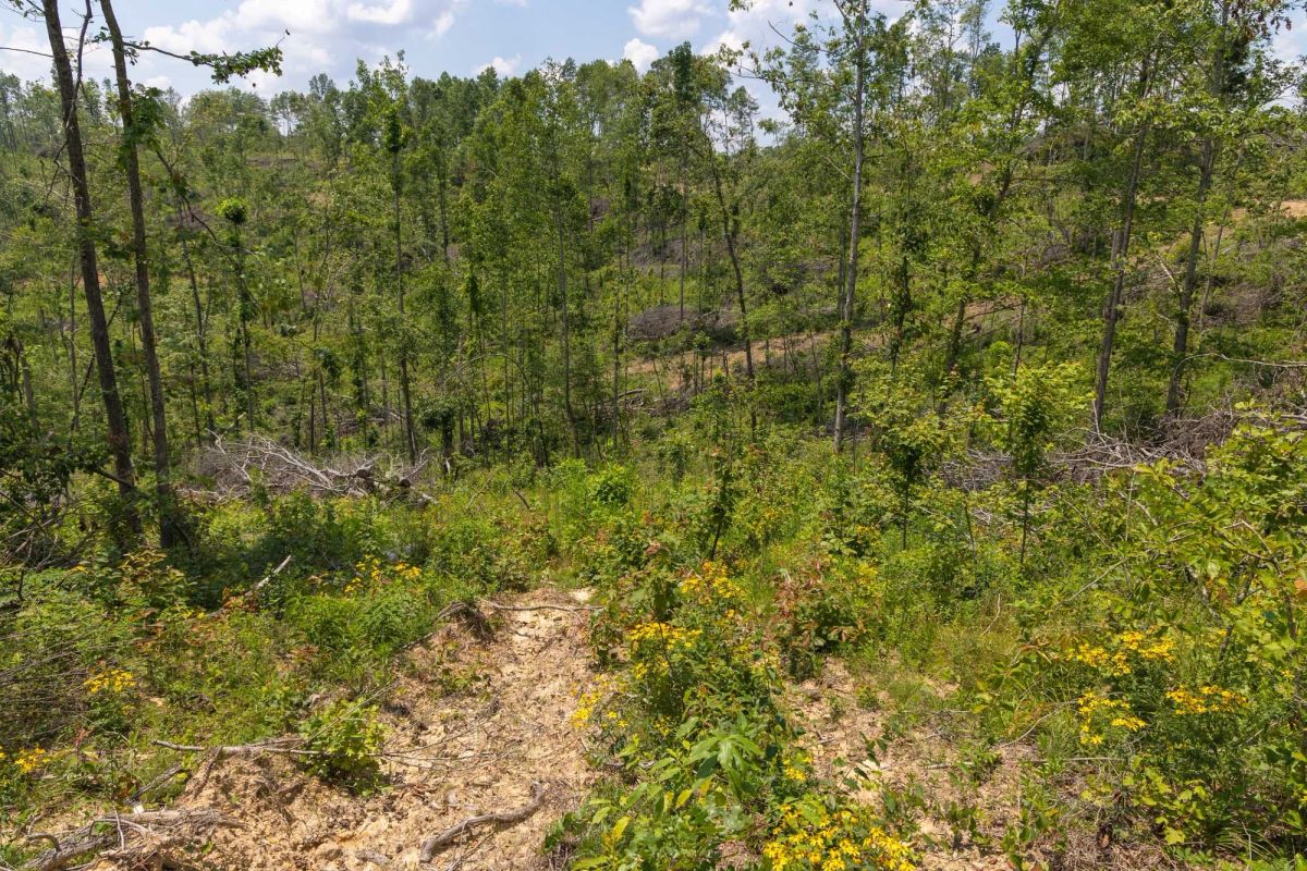 Decorative background for Creek Hollow Phase II Tract 71 image 5