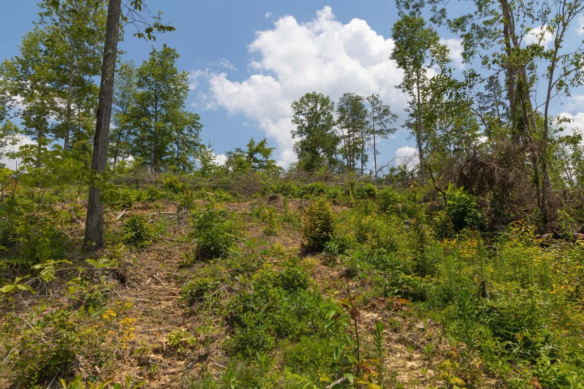 Decorative background for Creek Hollow Phase II Tract 71 image 6