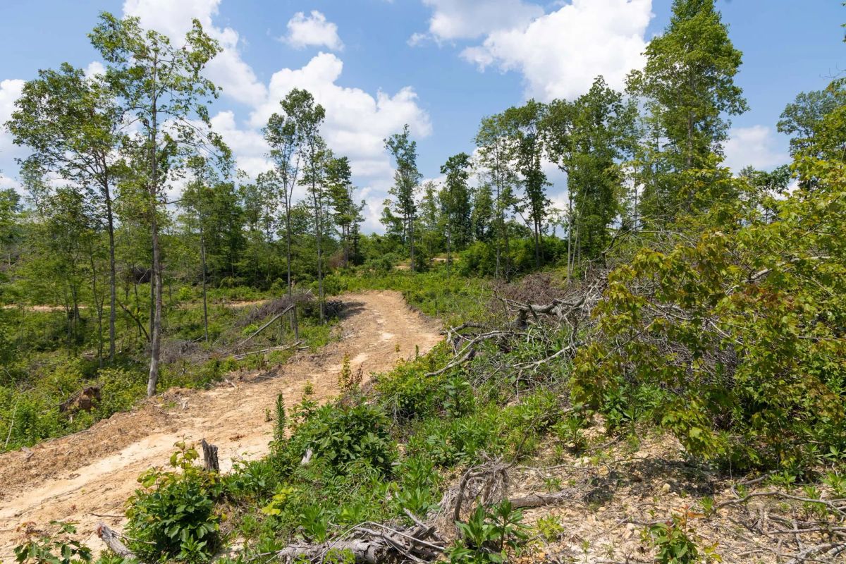 Decorative background for Creek Hollow Phase II Tract 71 image 7