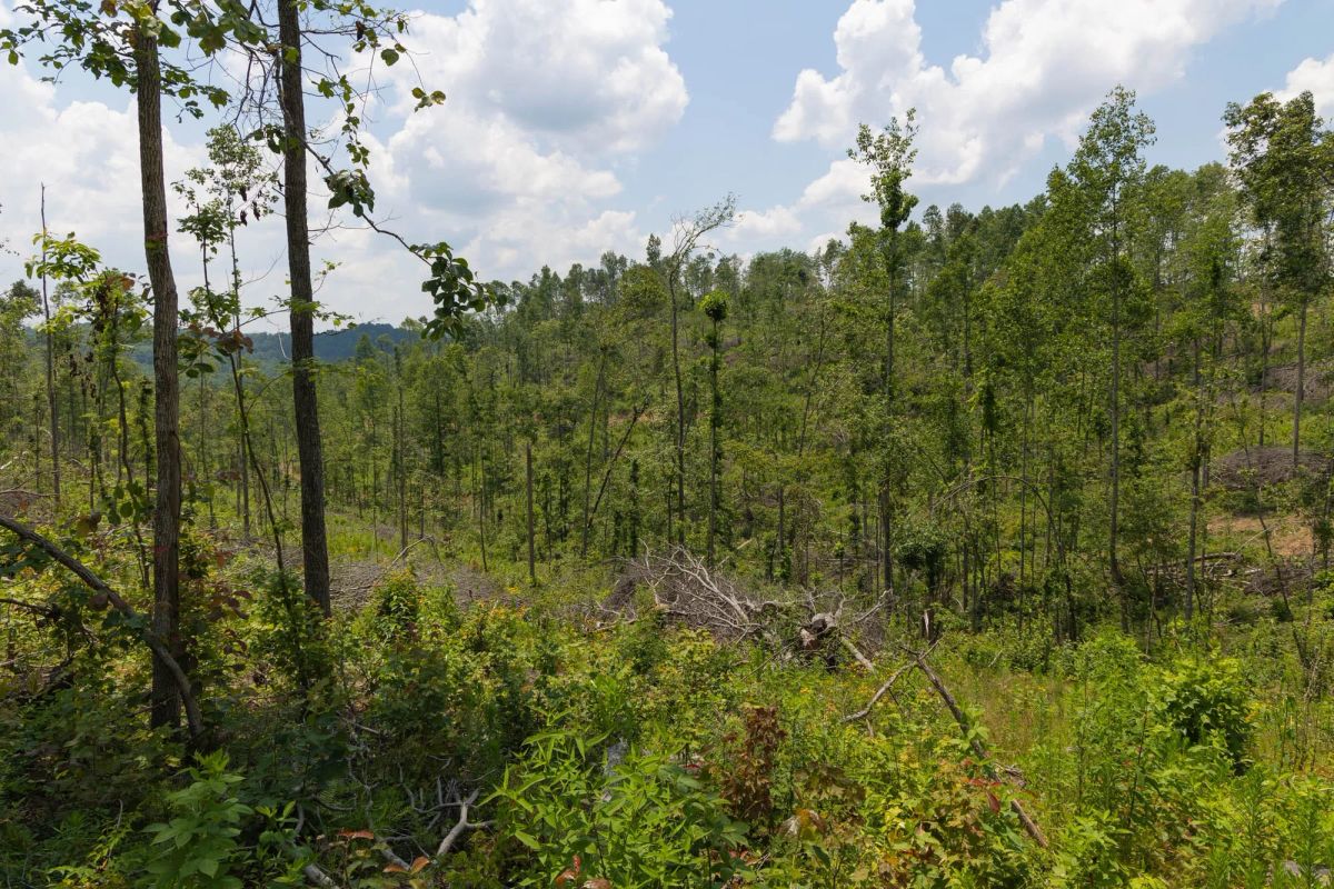 Decorative background for Creek Hollow Phase II Tract 71 image 8