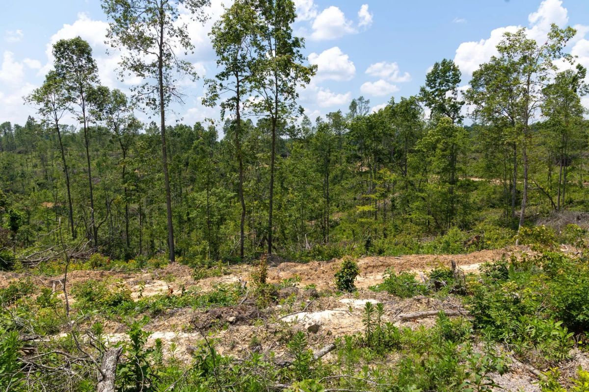 Decorative background for Creek Hollow Phase II Tract 71 image 9
