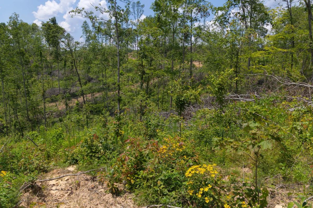Decorative background for Creek Hollow Phase II Tract 71 image 10