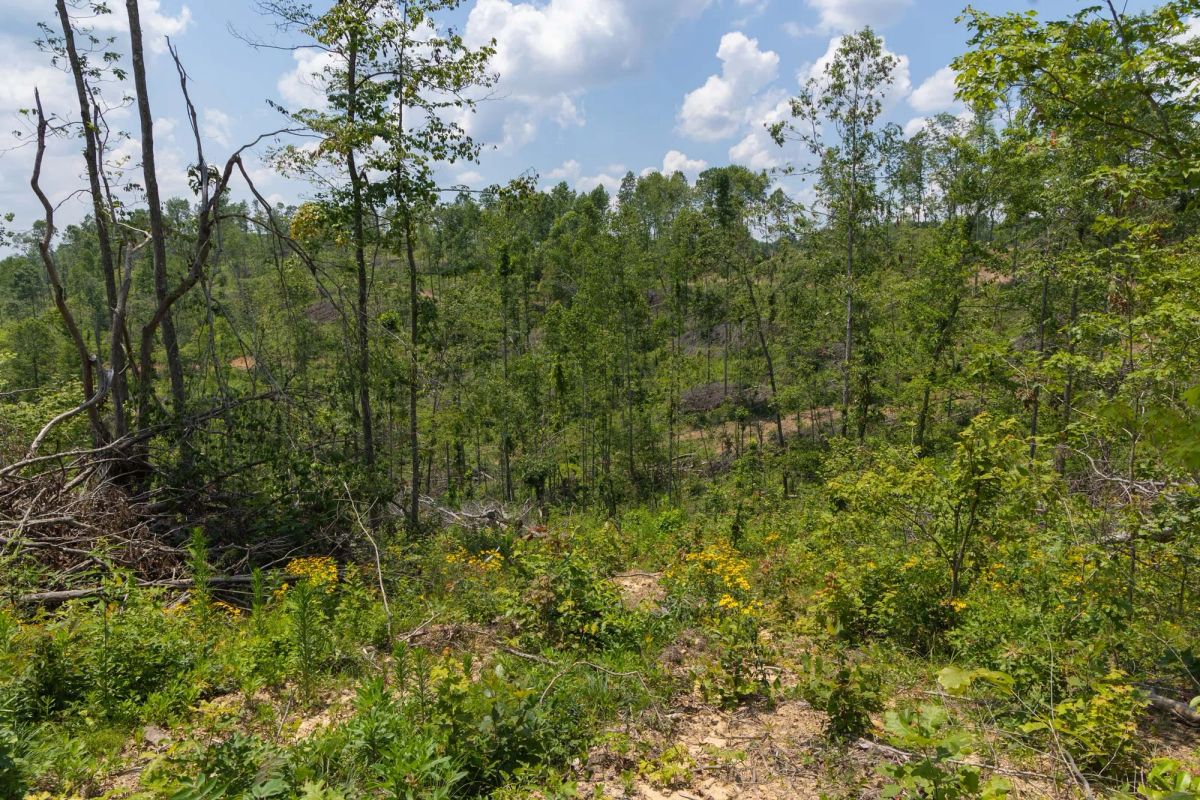 Decorative background for Creek Hollow Phase II Tract 71 image 13