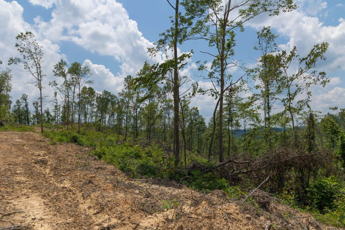 Decorative background for Creek Hollow Phase II Tract 71 image 15