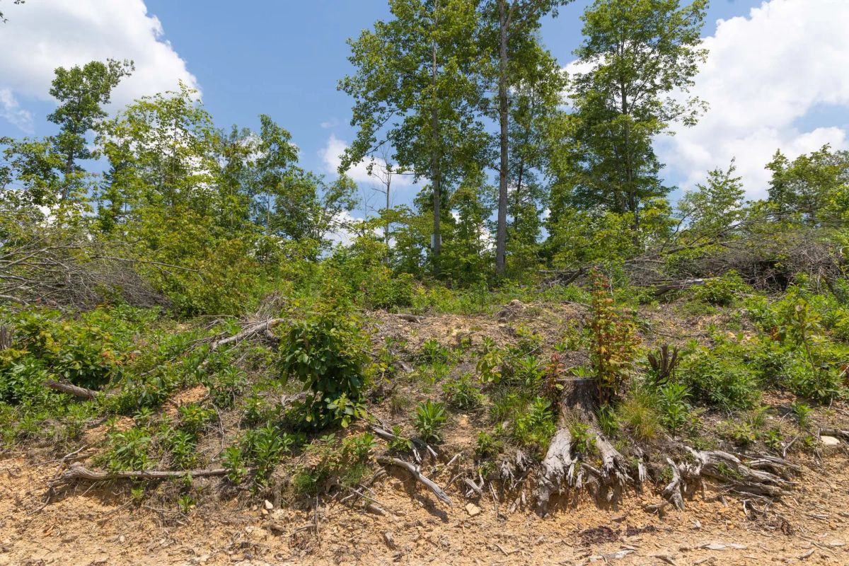 Decorative background for Creek Hollow Phase II Tract 71 image 16