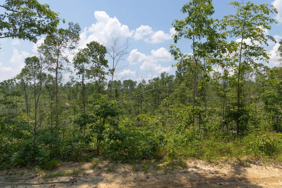 Decorative background for Creek Hollow Phase II Tract 71 image 17