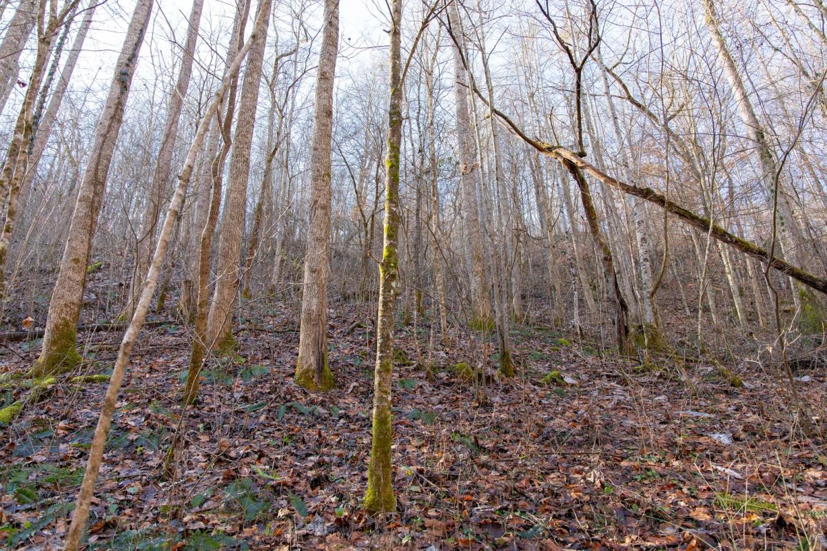 Blackstone Mountain Phase I Tract 9 - Image 2