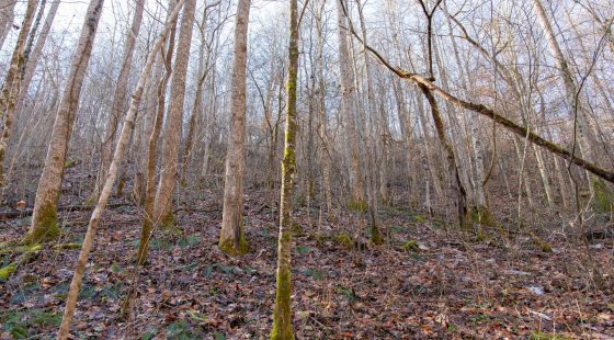 Blackstone Mountain Phase I Tract 9 in Clay County, KY