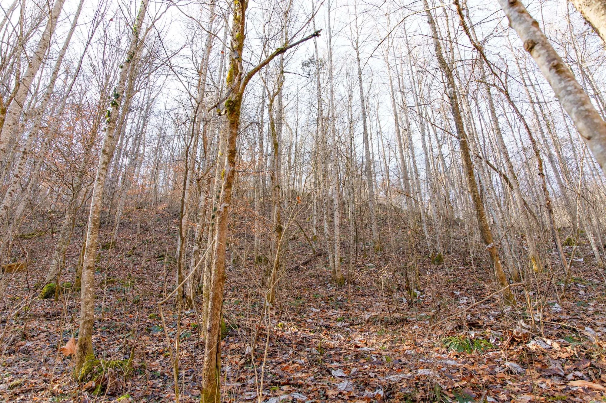Blackstone Mountain Phase I Tract 9 in Clay County, KY