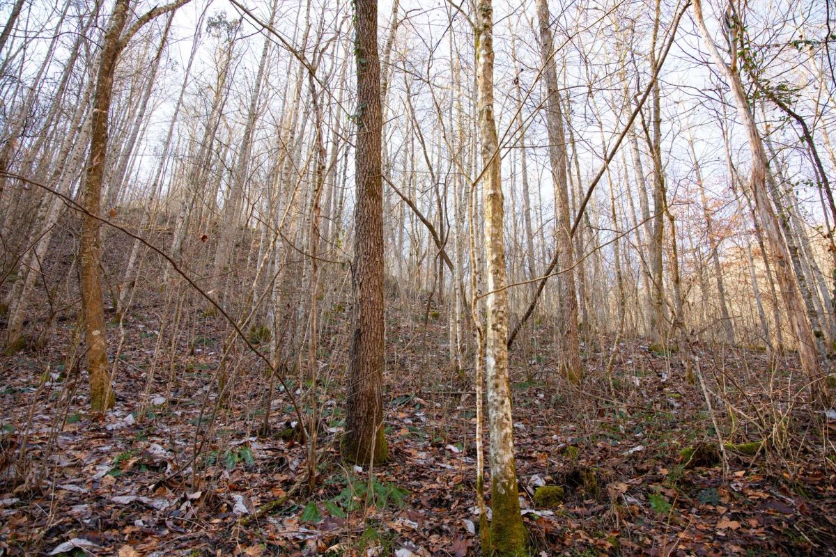 Decorative background for Blackstone Mountain Phase I Tract 9 image 6