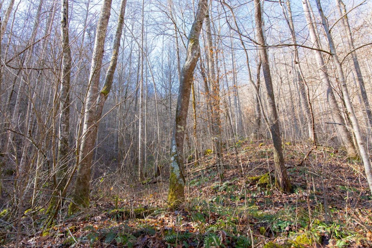 Decorative background for Blackstone Mountain Phase I Tract 9 image 7