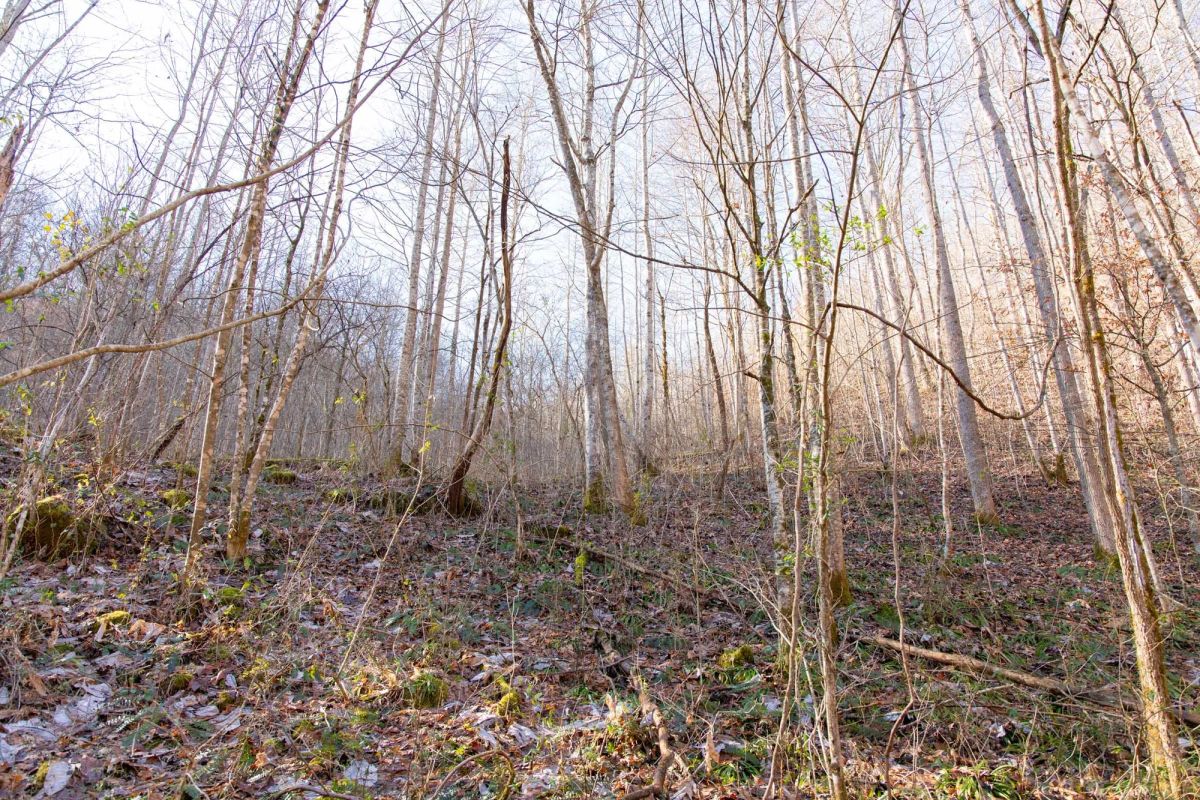 Decorative background for Blackstone Mountain Phase I Tract 9 image 9