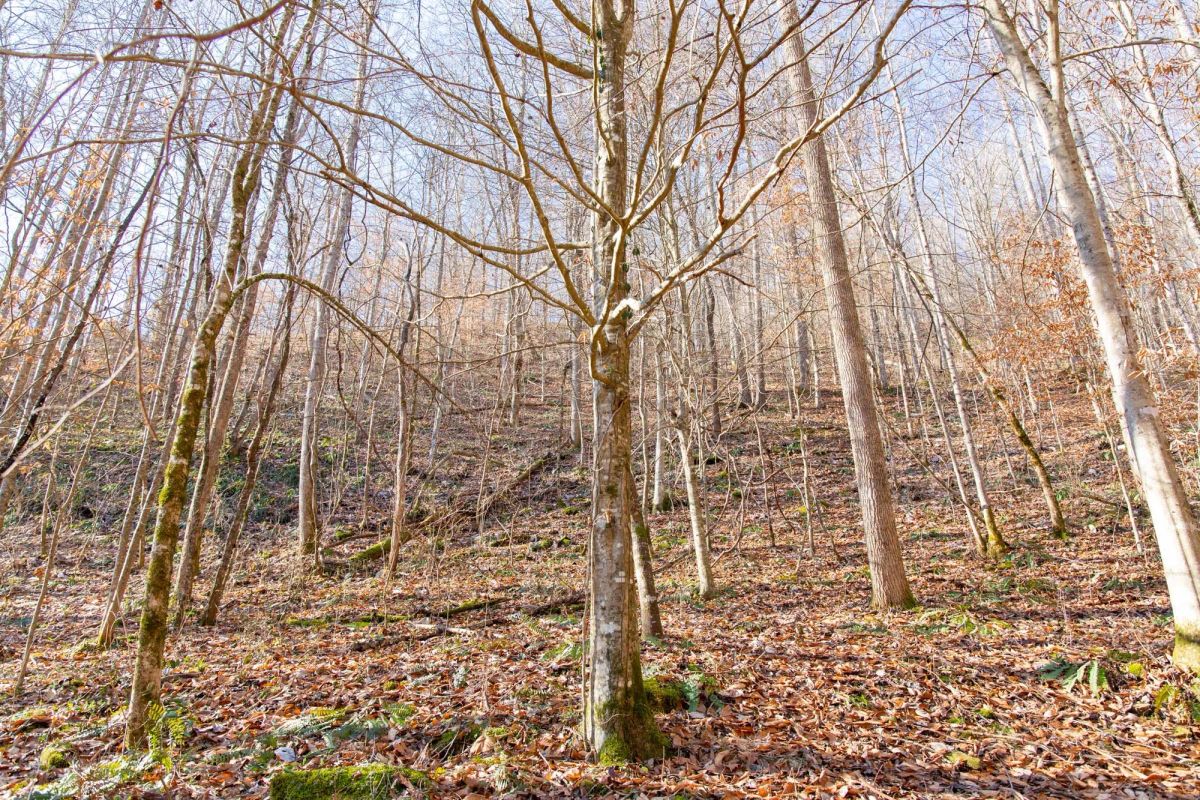 Decorative background for Blackstone Mountain Phase I Tract 9 image 10