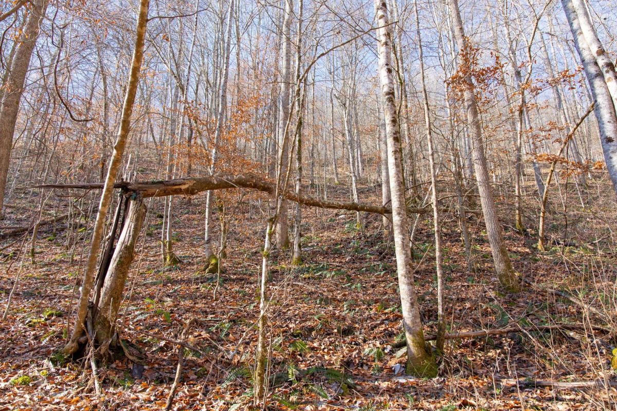 Decorative background for Blackstone Mountain Phase I Tract 9 image 11