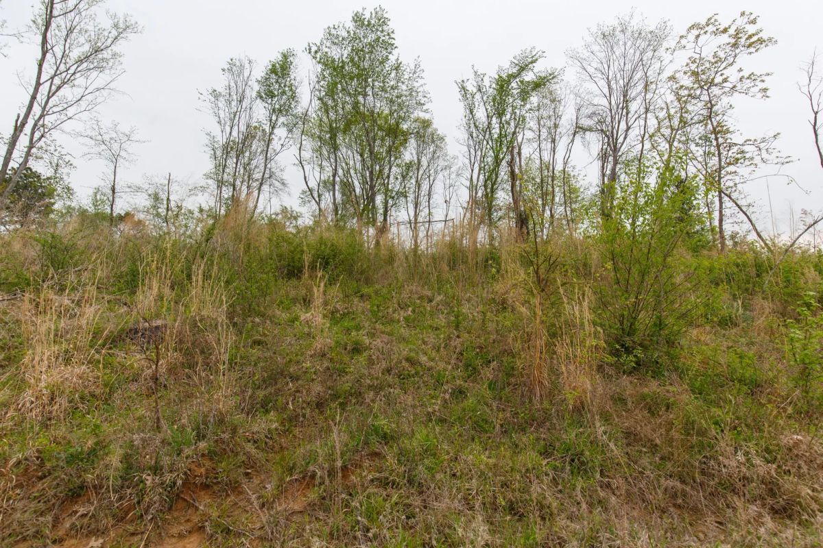 Decorative background for Twin Rivers Tract 23 image 6