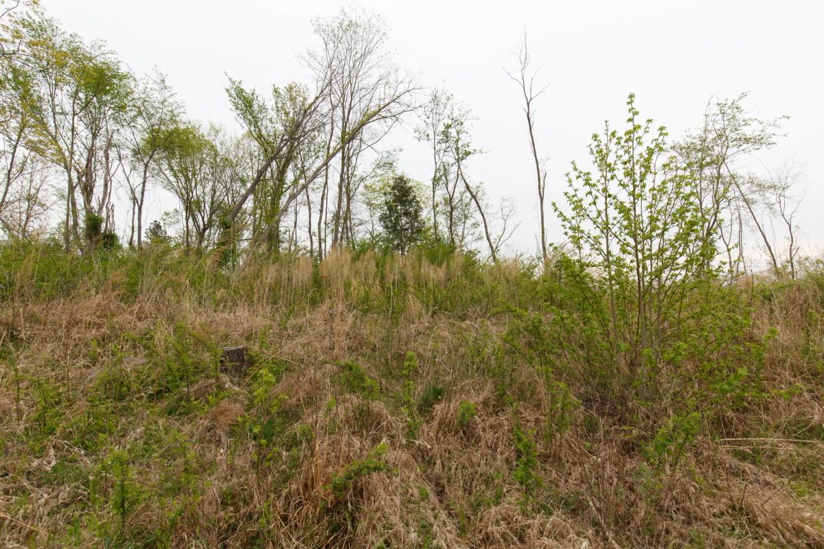 Decorative background for Twin Rivers Tract 23 image 9