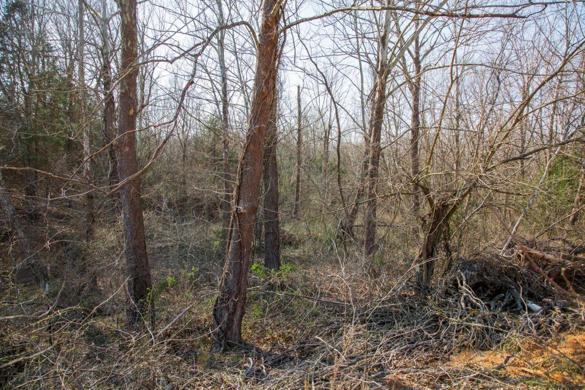Decorative background for Eufaula Cove Tract 1 image 6