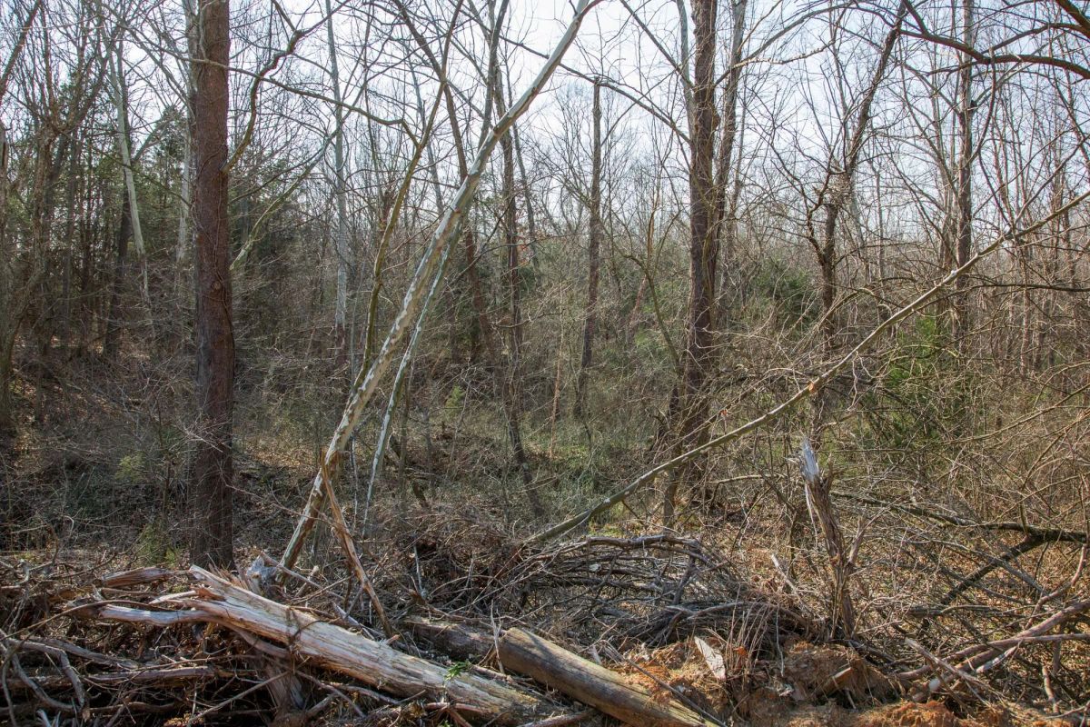 Decorative background for Eufaula Cove Tract 1 image 7