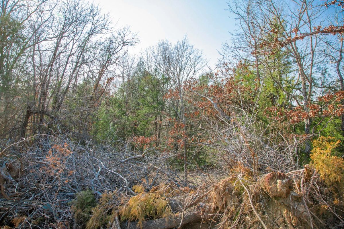 Decorative background for Eufaula Cove Tract 1 image 10
