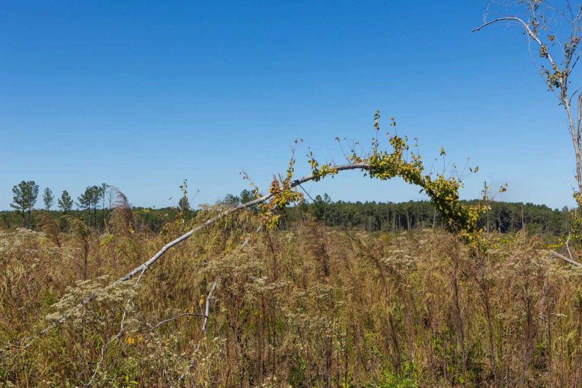 Meyer’s Ridge Tract 7 - Image 4