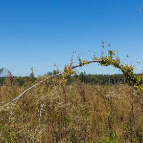 Meyer’s Ridge Tract 7 in Attala County, MS