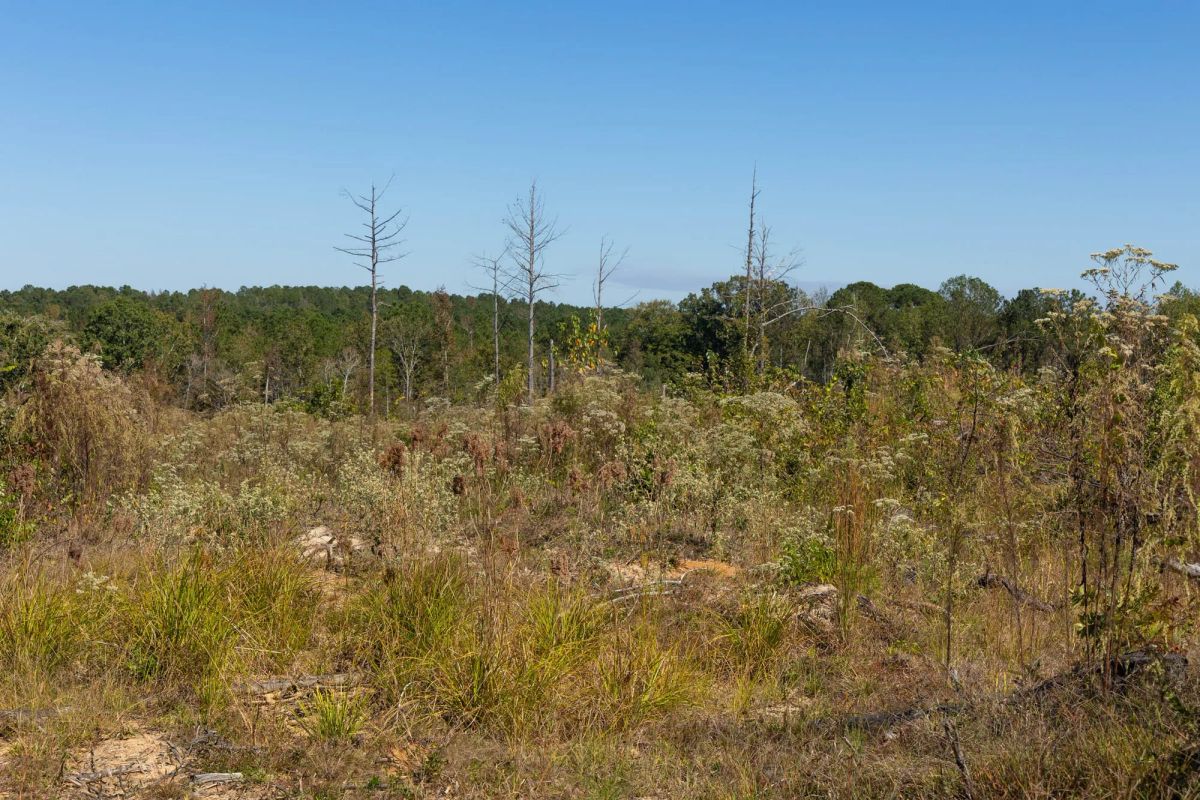 Decorative background for Meyer’s Ridge Tract 7 image 9