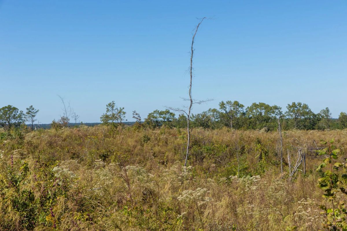 Decorative background for Meyer’s Ridge Tract 7 image 10