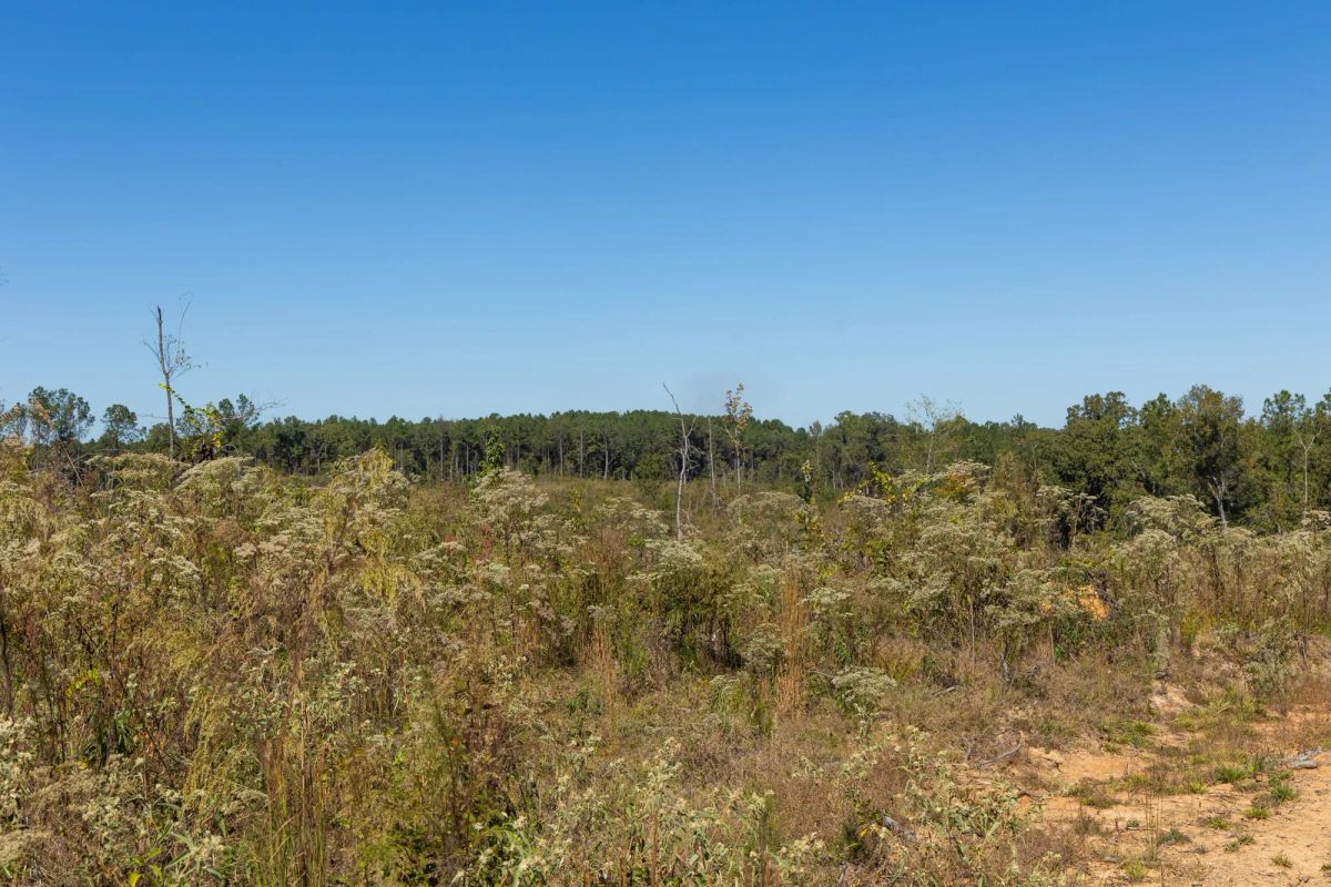 Decorative background for Meyer’s Ridge Tract 7 image 11