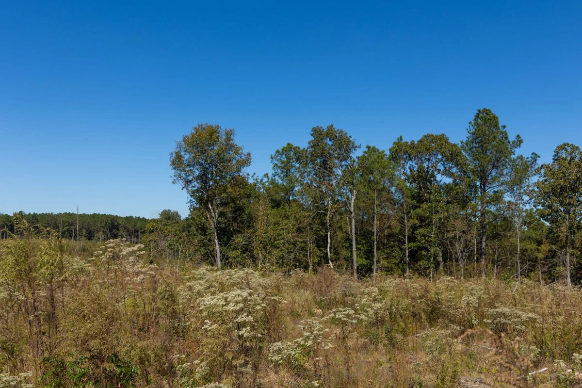 Decorative background for Meyer’s Ridge Tract 7 image 12
