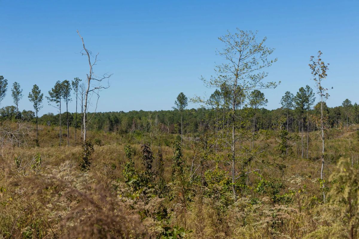 Decorative background for Meyer’s Ridge Tract 7 image 13