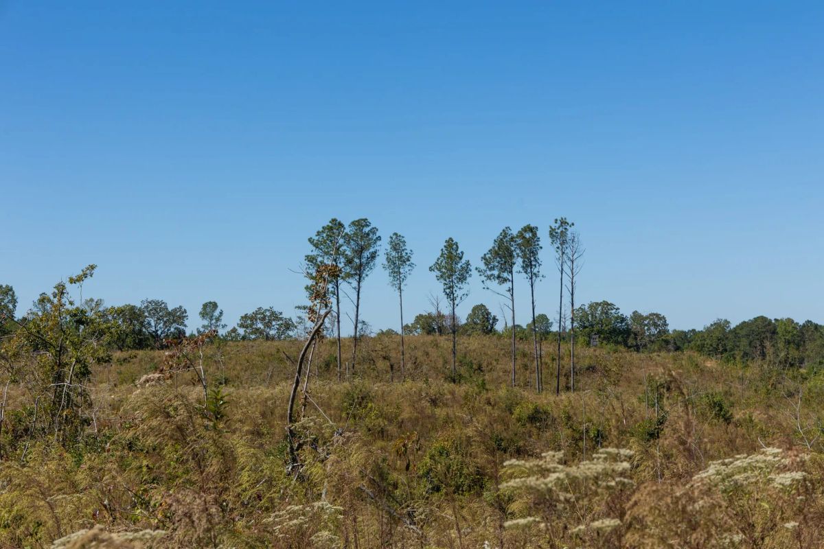 Decorative background for Meyer’s Ridge Tract 7 image 17