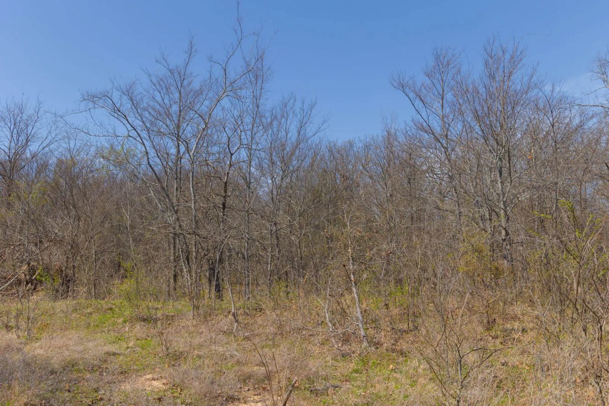 JLH Estates Tract 8 - Image 4