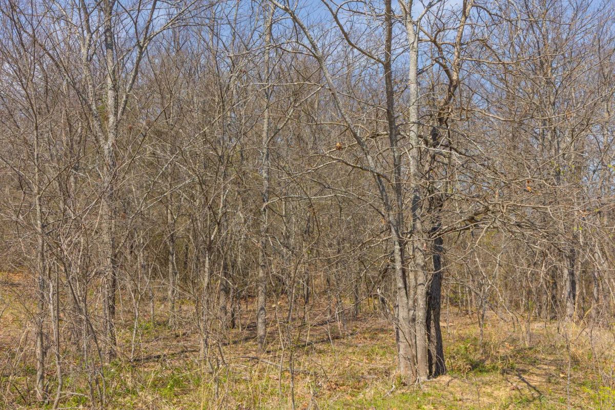 Decorative background for JLH Estates Tract 8 image 5