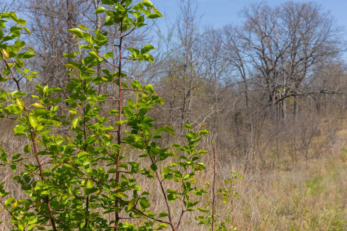 Decorative background for JLH Estates Tract 8 image 6
