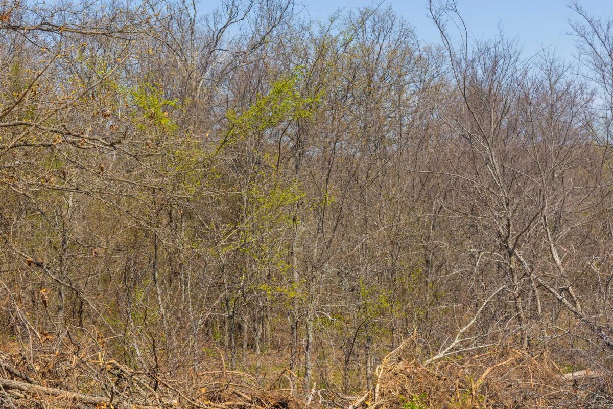 Decorative background for JLH Estates Tract 8 image 7