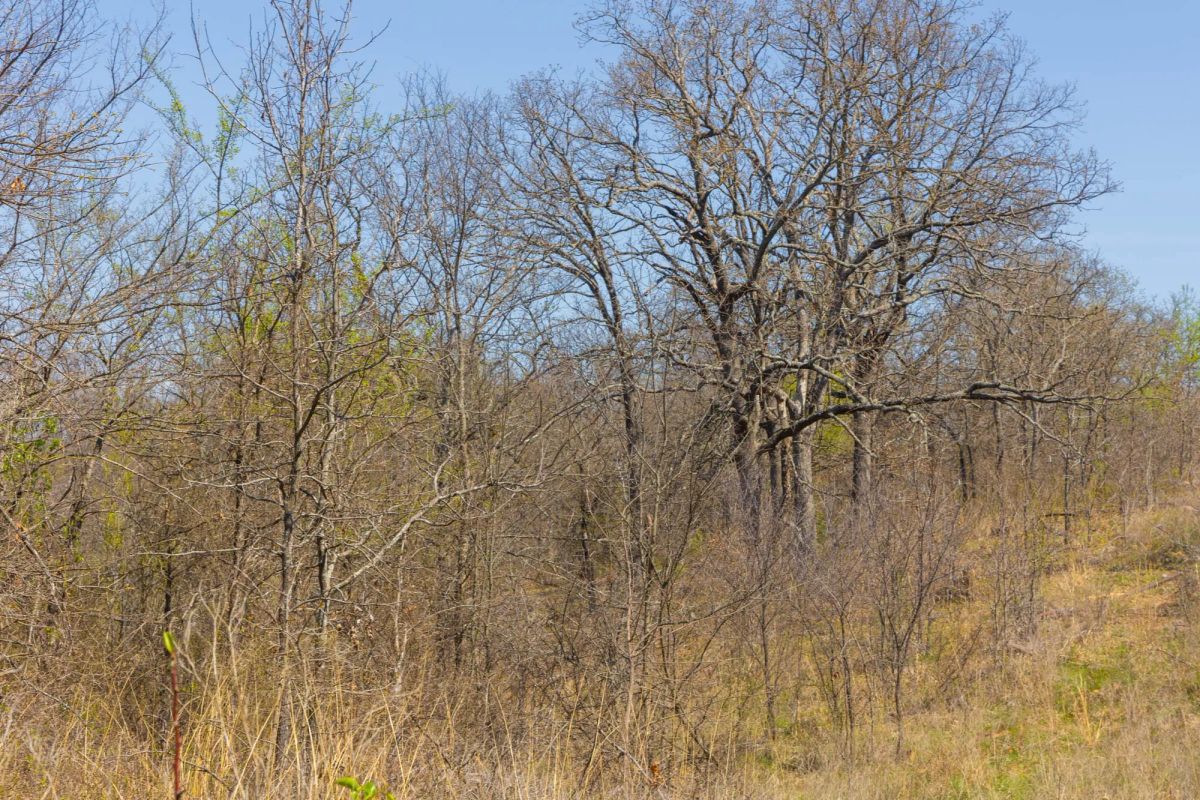 Decorative background for JLH Estates Tract 8 image 9
