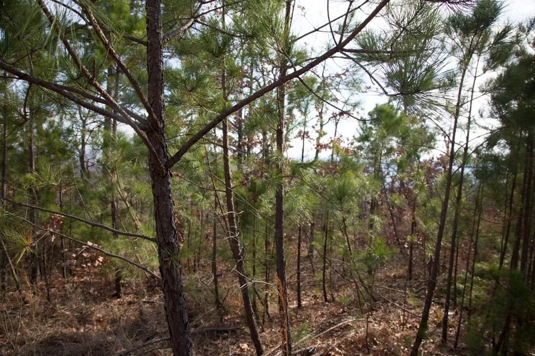 Decorative background for Stone Creek Phase III Tract 90 image 5