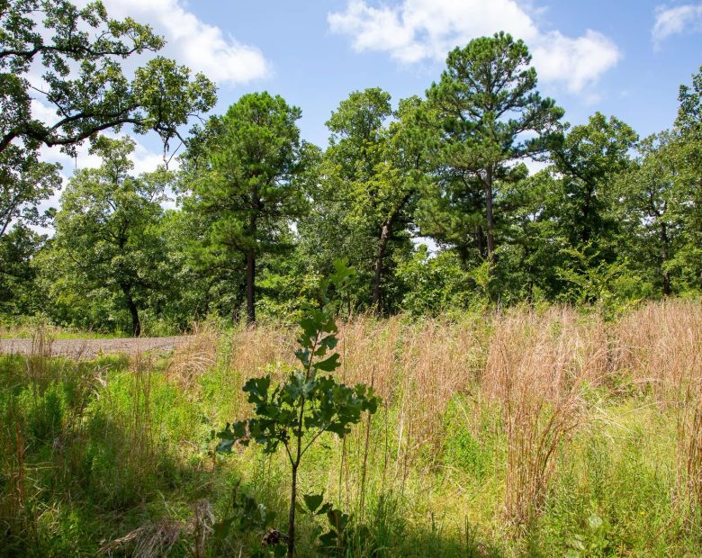 Tyler Stone Ranch Tract 41 in Le Flore County, OK