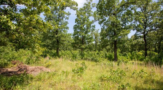 Tyler Stone Ranch Tract 41 in Le Flore County, OK
