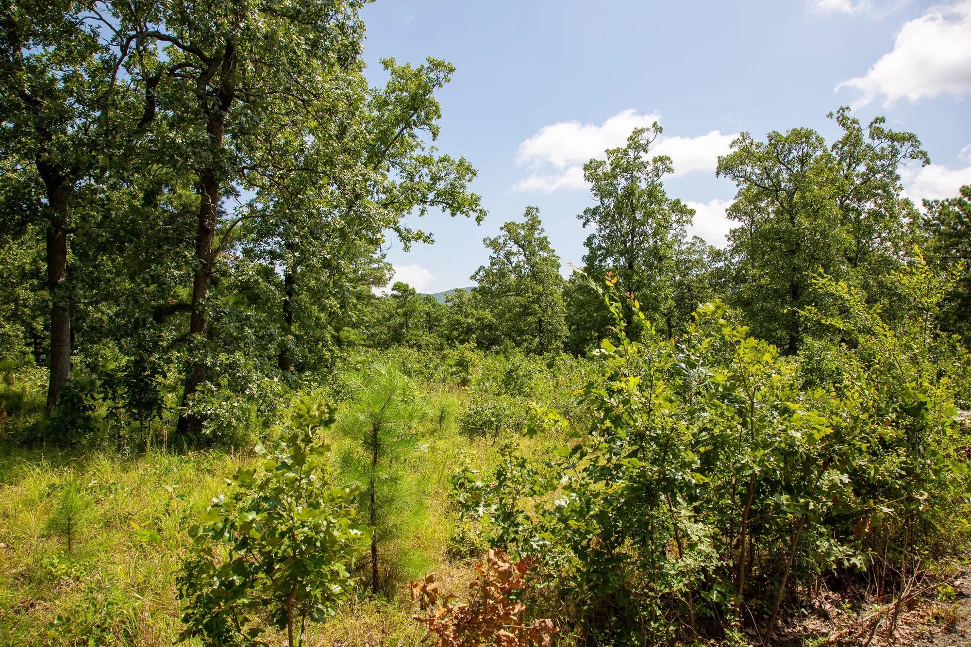 Tyler Stone Ranch Tract 41 in Le Flore County, OK