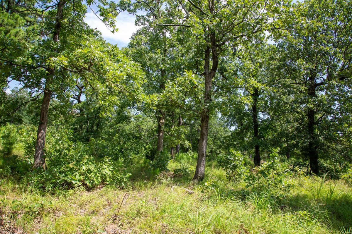 Decorative background for Tyler Stone Ranch Tract 41 image 6