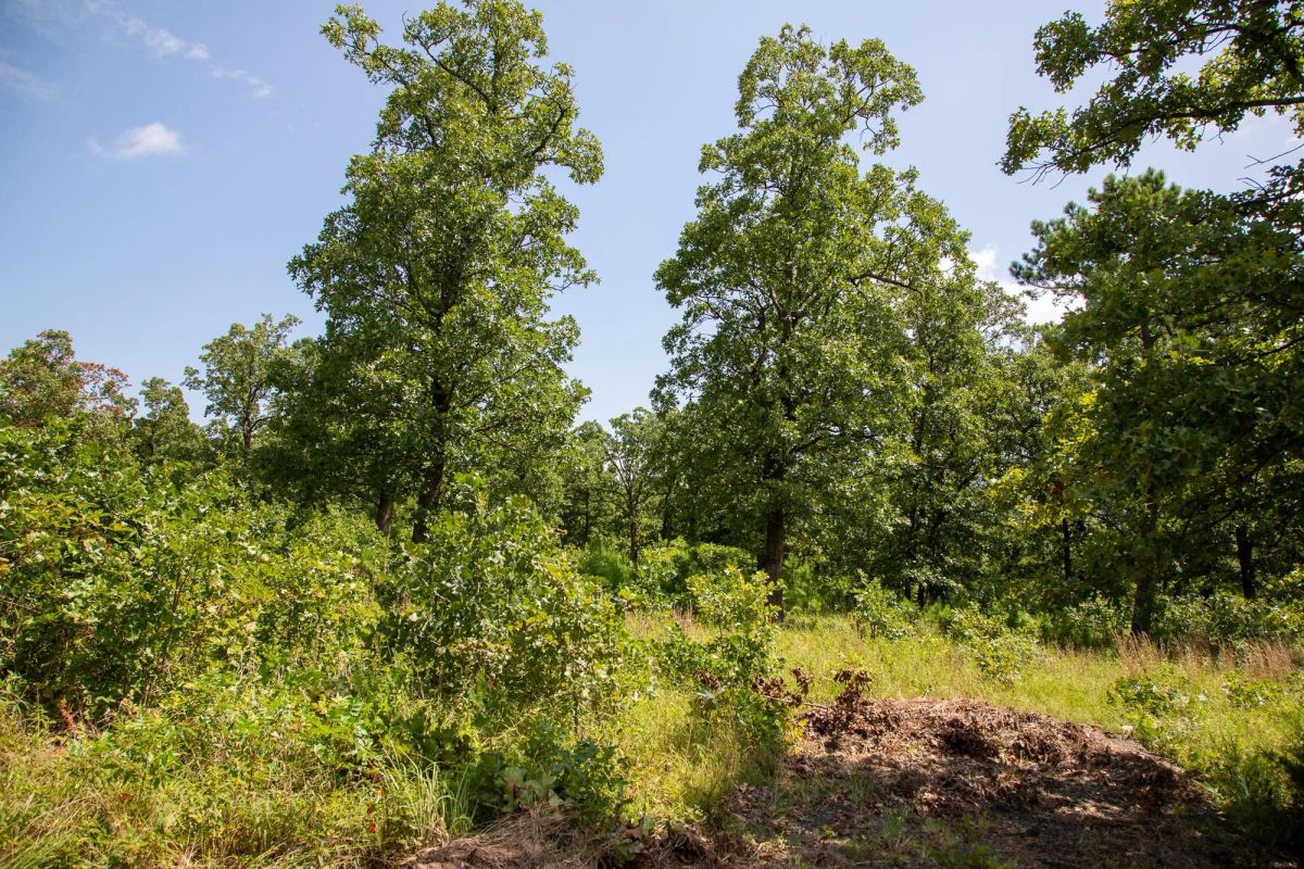 Decorative background for Tyler Stone Ranch Tract 41 image 7