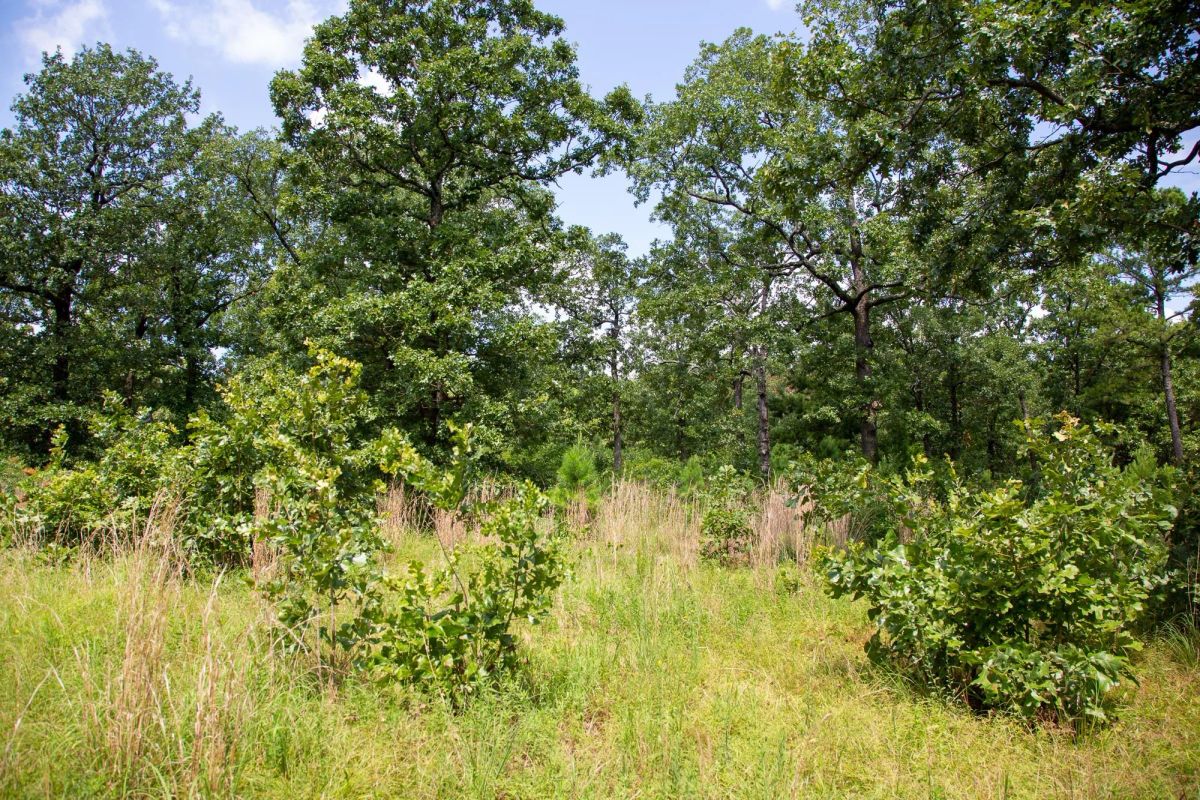 Decorative background for Tyler Stone Ranch Tract 41 image 9