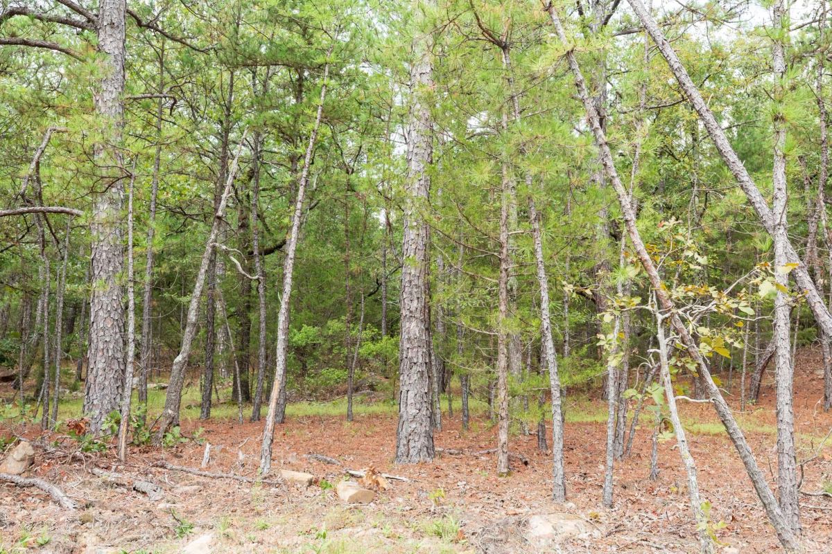 Decorative background for Stone Bridge Phase V Tract 360 image 10