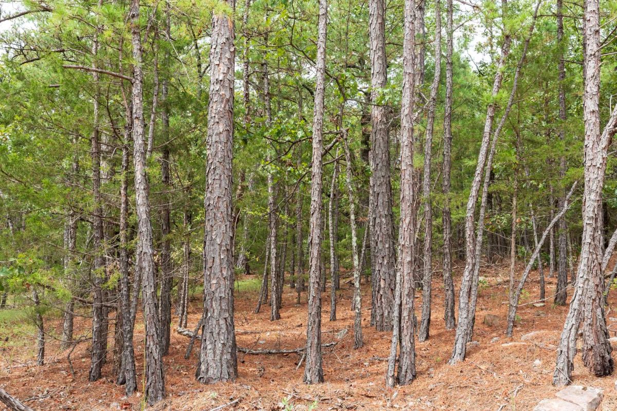 Decorative background for Stone Bridge Phase V Tract 360 image 11