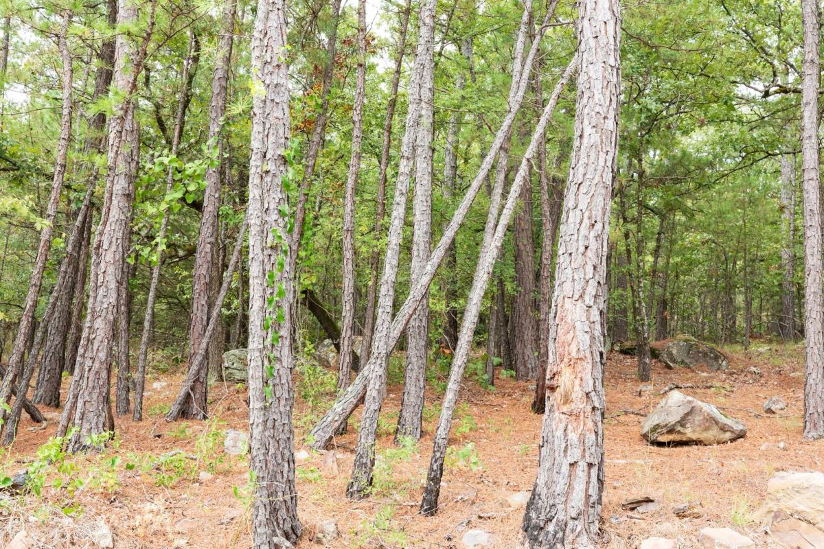 Decorative background for Stone Bridge Phase V Tract 360 image 12